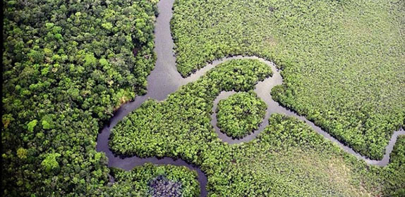 Nat Alimentos Toque tropical no Dia Mundial da Amazônia
